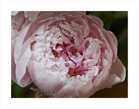 Peonies Series 2