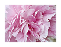 Peonies Series 4