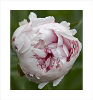 Peonies Series 6