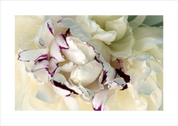 Peonies Series 5
